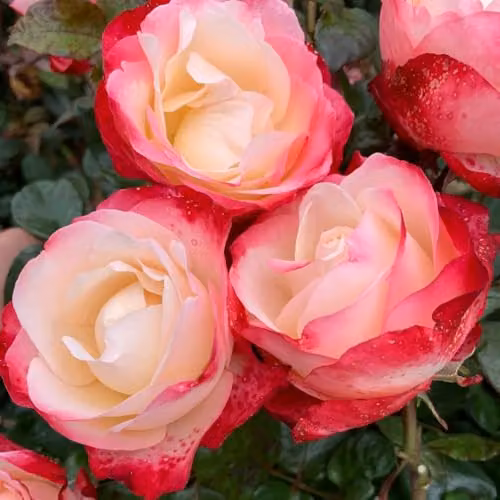 Thompson & Morgan Rose Nostalgie 2 Bare Roots Hybrid Tea Shrub with Creamy White and Cherry Red Edged Petals, Height: 100 cm
