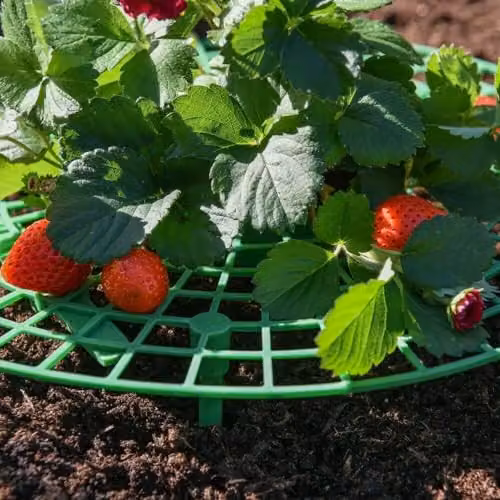 Thompson & Morgan Green Plastic Strawberry Support Frames for Vegetable Gardens, Pack of 10 – 2