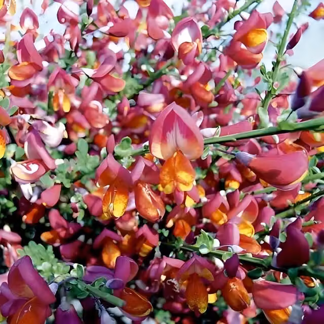 3x Cytisus Boskoop Ruby Red Garden Broom Ornamental Shrubs by Direct Plants