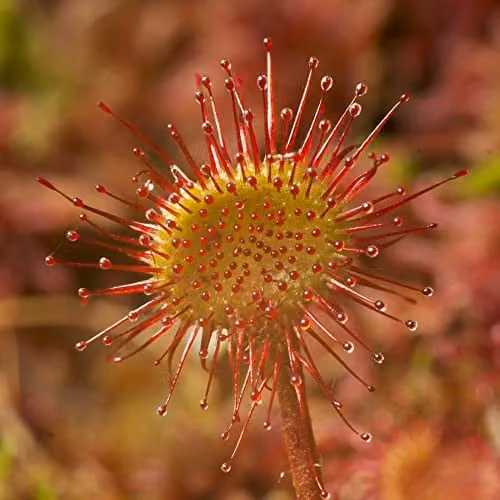 Thompson and Morgan Drosera Paradoxa Carnivorous Indoor House Plant, 1 x 9cm Potted Plant – 1