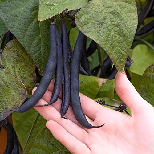 Thompson and Morgan Dwarf Bean Purple Teepee Seeds, 50 Seeds per Packet – 3