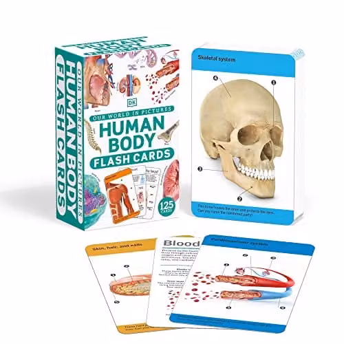 DK Our World in Pictures Human Body Flash Cards, Multicolour