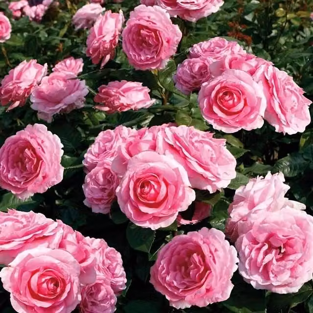 Plant Theory Mum in a Million Hybrid Tea Rose Bush Renaissance Series Pink Flowers, 4L Pot