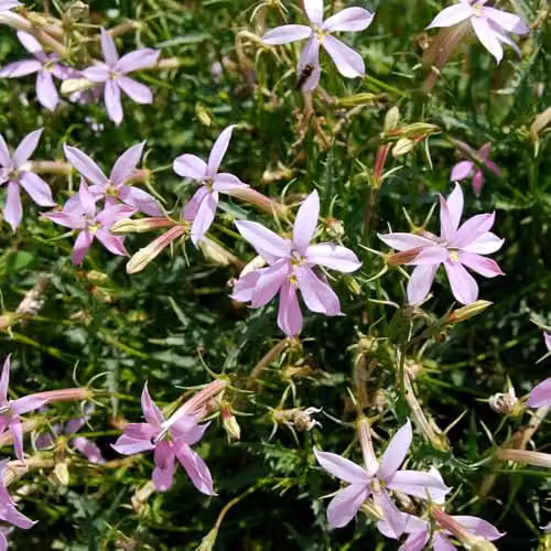 Thompson & Morgan Laurentia Grande Pink Flower Seeds, 50 Seeds per Packet – 1