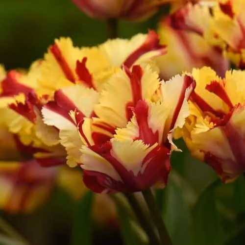 Thompson & Morgan Tulip Flaming Parrot Bulbs, Yellow and Scarlet Red Fringed Blooms, 8 Bulbs