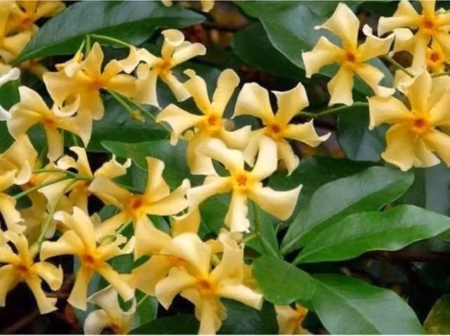 Direct Plants Trachelospermum Jasminoides Star Toscane Jasmine Climber, Yellow, Potted