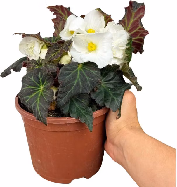 Plants By Post Begonia Mocca White Summer Bedding Plant, 2L
