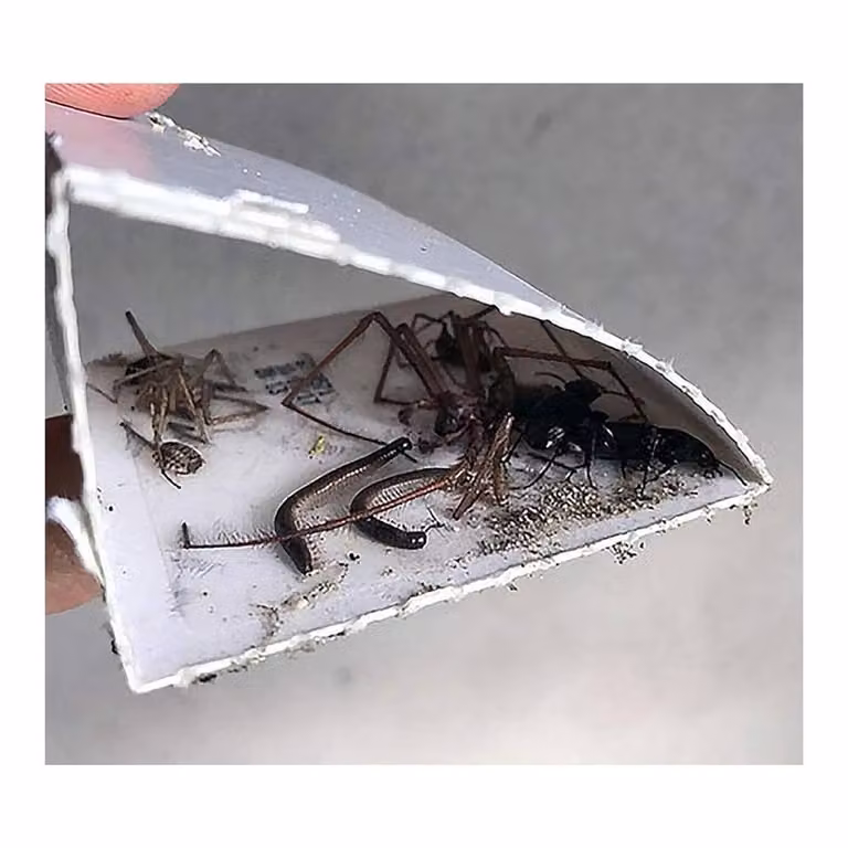 SPETLEK 36-Pack Spider Killer Traps, Poison Free and Home Safe, White, W: 100 cm, H: 60 cm