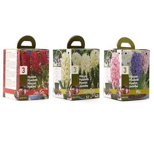 GreenBrokers Mixed Hyacinth Growing Kit with 3 Multicolour Bulbs for Indoor Planting – 2