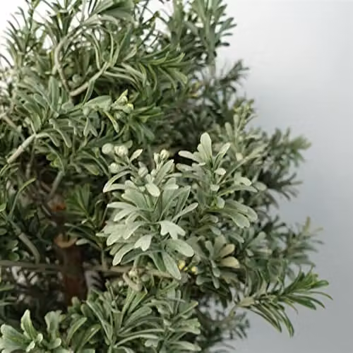 Green Leaf Artificial Tabletop Tree, Height: 70 cm – 2