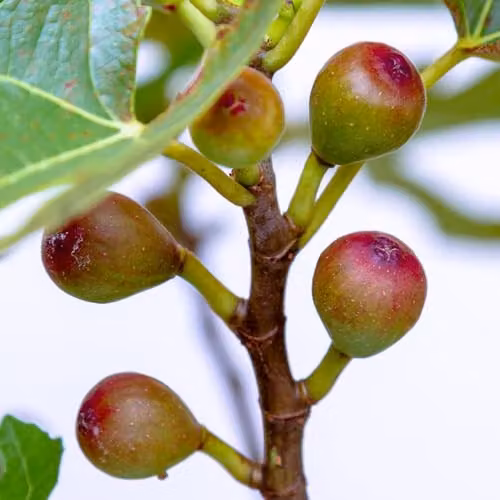 Thompson and Morgan Dwarf Fig Plant Little Miss Figgy Ficus Carica Hardy Fruit Tree, 3 x 9cm Pots – 3