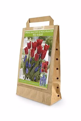 GreenBrokers Spring Balcony and Patio Flower Bulb Set with 40 Red and Blue Tulipa Ruby Prince and Muscari Armeniacum Bulbs – 1