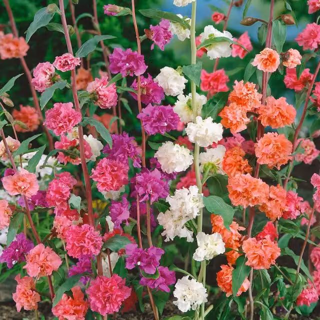 Unwins Clarkia Double Mix Ornamental Flower Seeds in Pink, Red, White and Multicolour