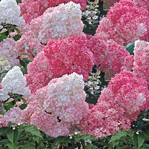 Thompson & Morgan Hydrangea Vanille Fraise Hardy Ornamental Shrub, 2 x 8cm Pot – 1