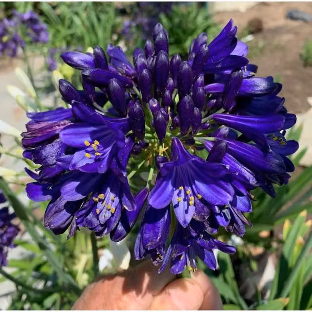 Marshalls Garden Agapanthus Midnight Sky Blue Purple Perennial Outdoor Plant