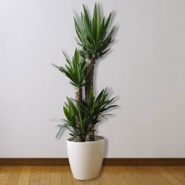 All Occasions 3 Stem Green Yucca Plant, Height: 100 cm