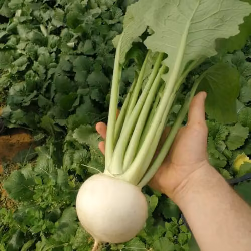 Thompson & Morgan Turnip Silky Sweet F1 White Vegetable Seeds, 100 Seeds
