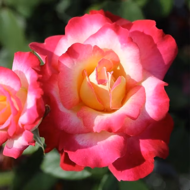 Plant Theory You're My Everything Hybrid Tea Rose, Pink Ornamental Shrub in 4L Pot
