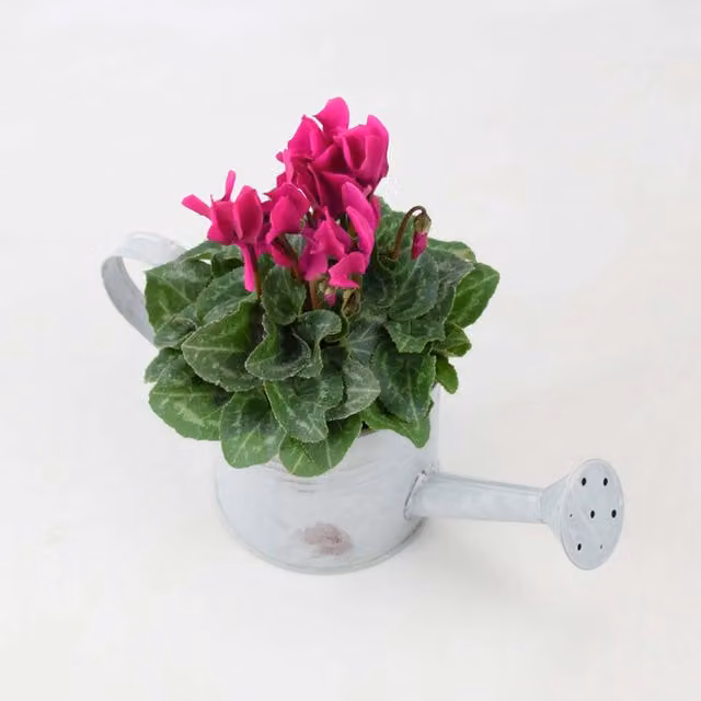 Plants By Post Purple and Pink Autumn Flowering Cyclamen in a Decorative Metal Watering Can