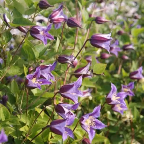 Thompson and Morgan Clematis Prince William Climbing Plant with Maroon and Violet Flowers, 7cm Pot