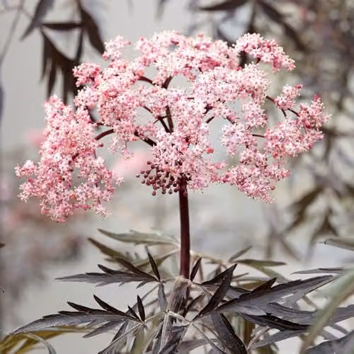 YouGarden Sambucus nigra Black Lace Ornamental Shrub in 2-3L Pot – 4