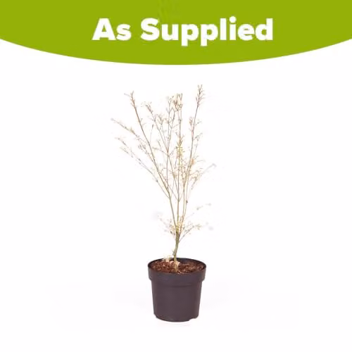 YouGarden Acer palmatum Emerald Lace Deciduous Ornamental Shrub in 10.5cm Pot – 2