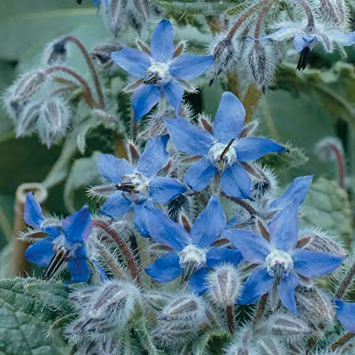 Thompson and Morgan Borage Herb Seeds, 100 Seeds per Packet, Silver and Blue Flowering Garden Plants