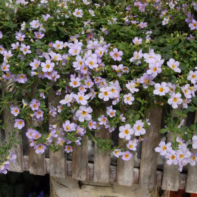 Plants By Post Bacopa Pink Trailing Bedding Plants, 3 x 9cm Pots