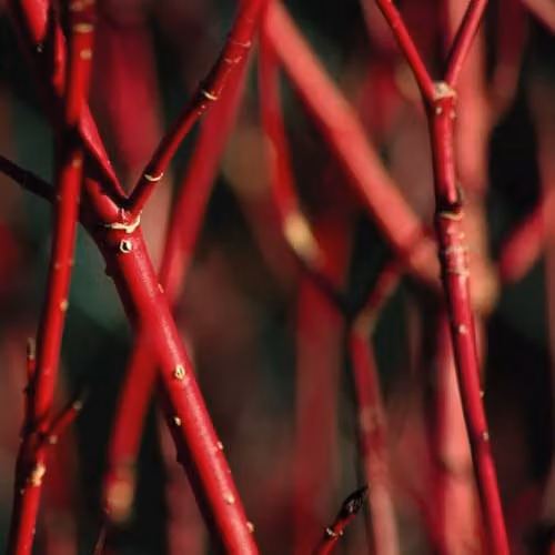 Thompson & Morgan Cornus Winter Duo Hardy Dogwood Shrub Collection, 2 x 9cm Potted Plants – 2