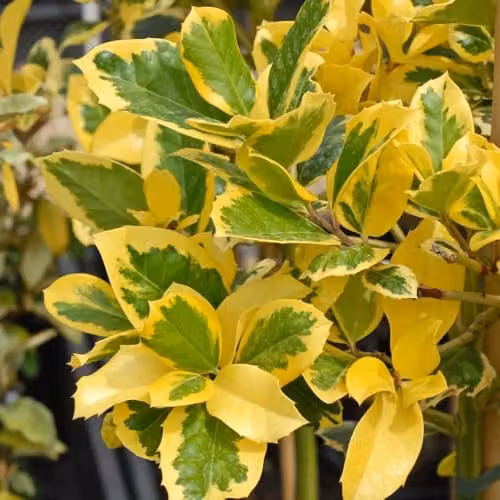 Thompson & Morgan Holly Golden King Variegated Evergreen Tree with Scarlet Berries, 3 Litre Potted Plant – 1