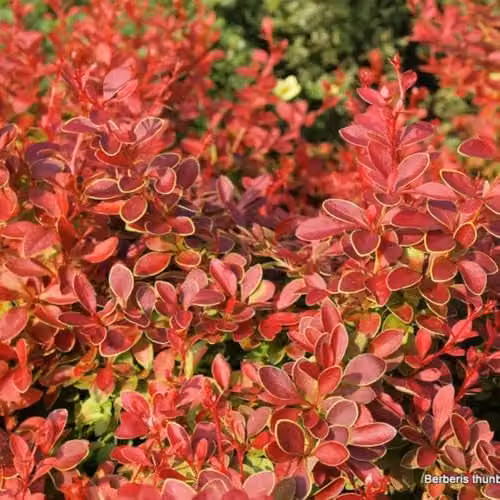 Thompson & Morgan Berberis thunbergii Coral Dwarf Ornamental Shrub with Orange, Red and Gold Foliage, 10 Litre Pot