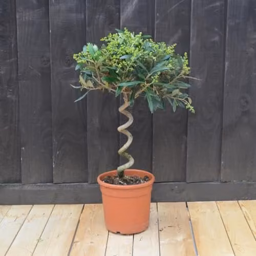 Thompson and Morgan Olive Tree with Spiral Stem and Grey Green Foliage, 2 x 20cm Pots