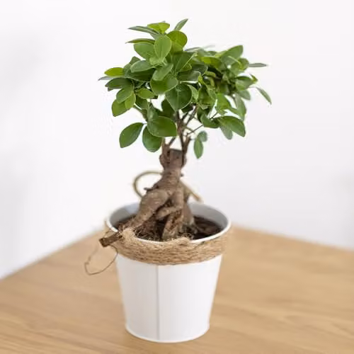 YouGarden Ficus Microcarpa Ginseng Bonsai Tree in 12cm Pot, Green Indoor Houseplant