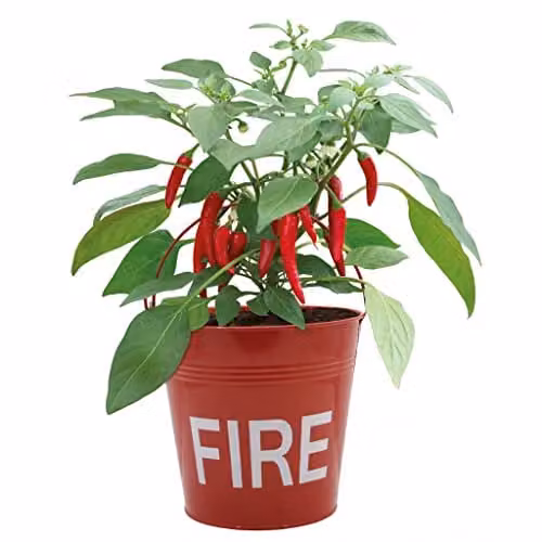 Indoor Flavours Chilli Fire Bucket Red Metal Seed Growing Kit for Indoor Plants – 2