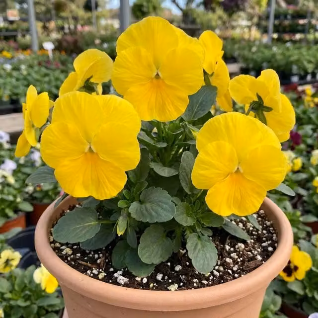 Plants By Post Pansy Delta Pro Clear Yellow 3L Potted Bedding Plant