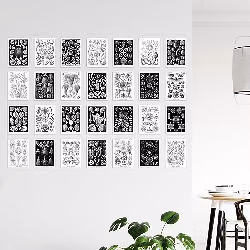 Artery8 Botanical Aesthetic Haeckel Nature Collage Kit, 50 Black and White Wall Art Prints, W: 14.8 cm, H: 10.5 cm – 3