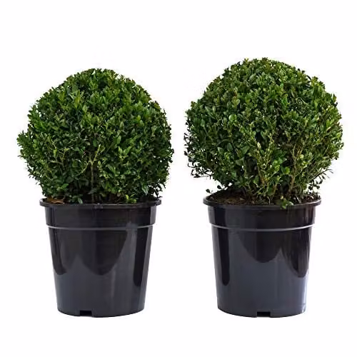 Thompson & Morgan Buxus Sempervirens Box Ball Evergreen Shrub Topiary, 2 x Potted Plants in 23cm Pots – 1