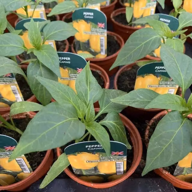 Plants by Post Sweet Pepper Capino Green Vegetable Plants, Pack of 3