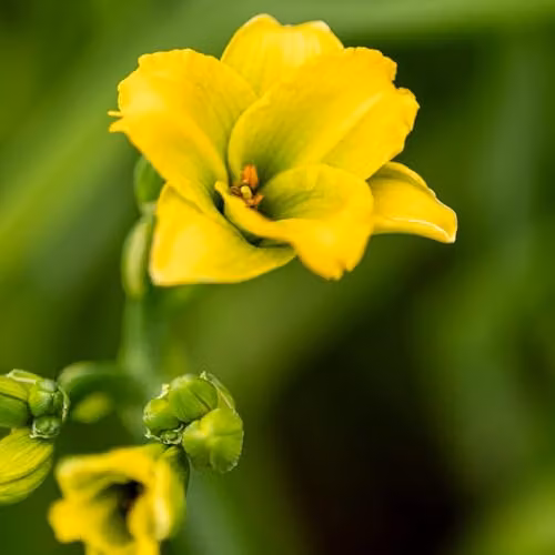 Thompson and Morgan Hemerocallis See You Tomorrow Daylily, Hardy Yellow Perennial, 2 x 2 Litre Pots – 1