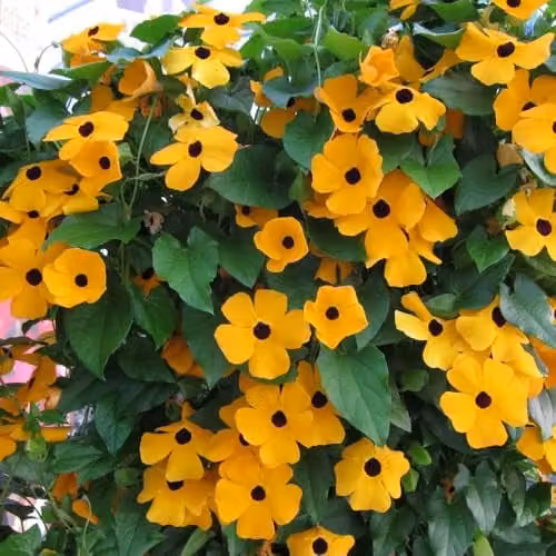 Thompson & Morgan Thunbergia alata Golden Eyes Climbing Annual Flower Seeds, Orange and Yellow Flowers, 12 Seeds