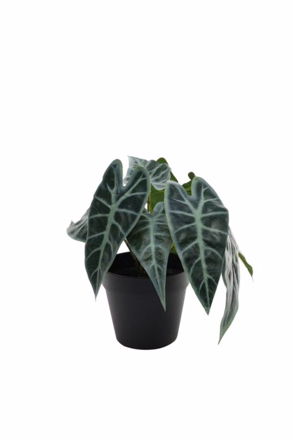 KDMD Green Caladium Potted House Plant, Height: 23 cm – 2