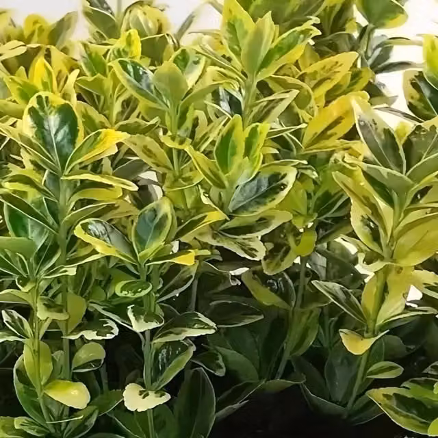 Direct Plants Euonymus Marieke Gold Evergreen Ornamental Garden Shrub Plant, Gold and Yellow