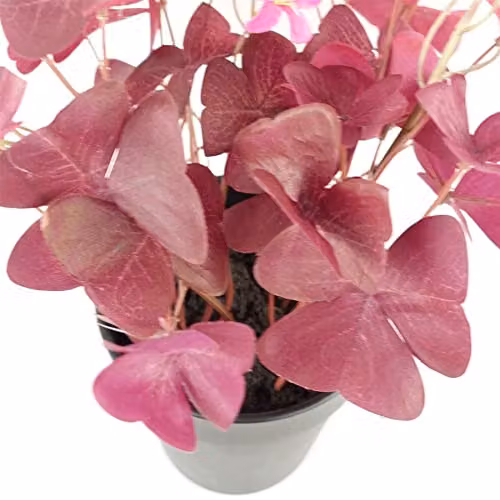 Leaf UK Realistic Purple Shamrock Artificial Potted Plant with Pink Flowers, Height: 30 cm – 2