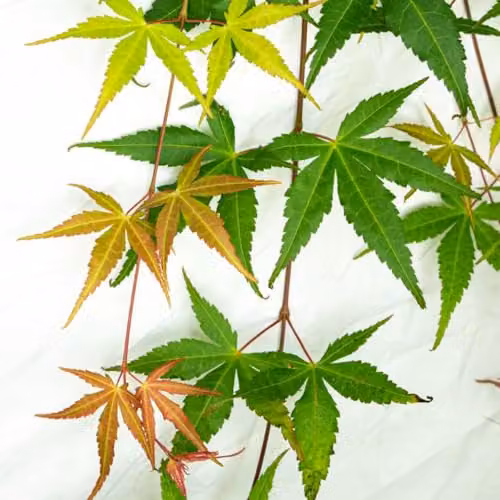 Thompson and Morgan Japanese Maple Cascade Emerald Acer Palmatum Weeping Ornamental Tree, 3 Litre – 3