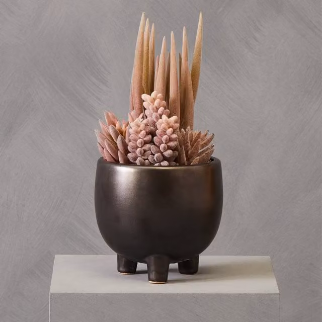 Fiori Mixed Succulents in a Grey and Green Ceramic Pot – 1