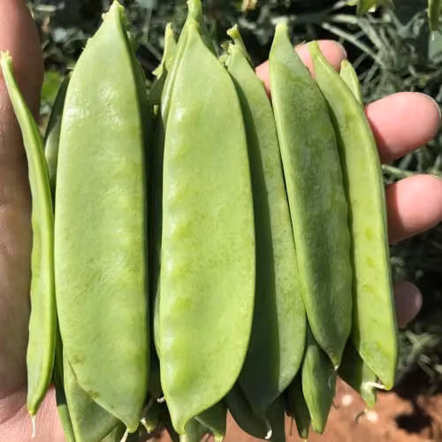 Thompson & Morgan Snow Max Pea (Mangetout) Sweet and Crunchy Vegetable Seeds – 2