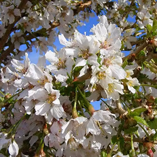 Thompson & Morgan 2x Prunus Kojo-no-mai Hardy Ornamental Cherry Tree Shrubs with Spring Blossom and Autumn Foliage, 9cm Pot – 6