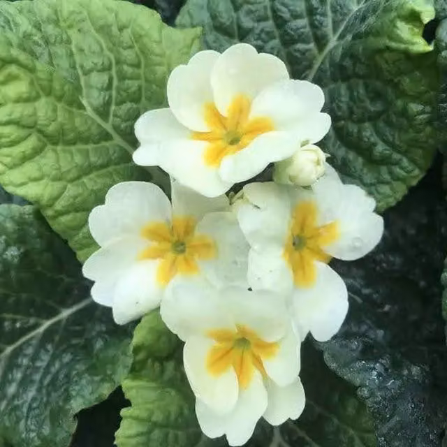 Plants by Post Primrose Cream Bundle of 3 Potted Perennial Plants for Autumn to Spring Flowering, White/Beige, 3 x 9cm Pots