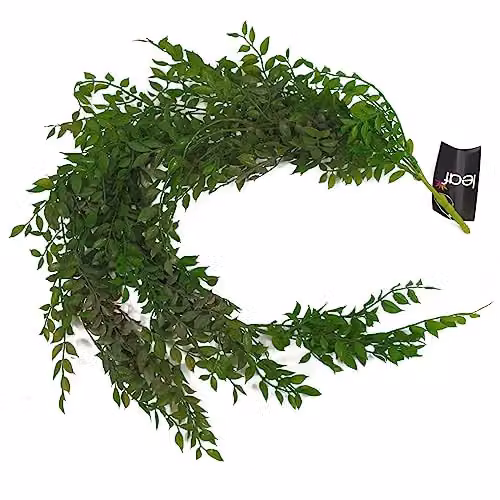 Leaf Design UK Hanging String of Pearls Fern Plant, Green, 100 cm – 4