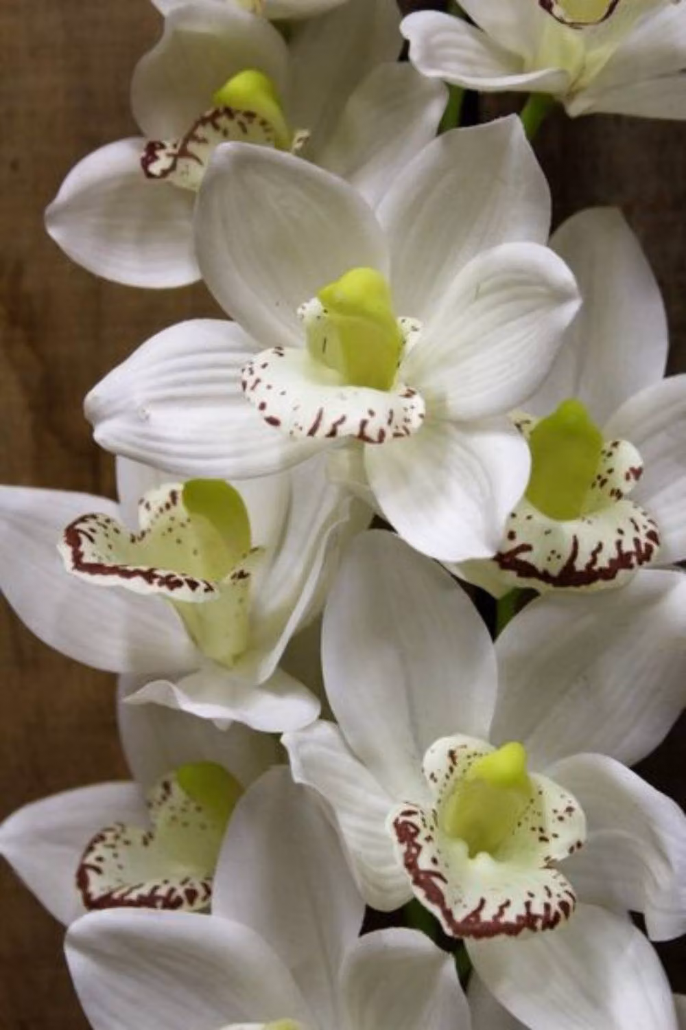 KDMD White Phalaenopsis Orchid Spray, Height: 114.3 cm – 3